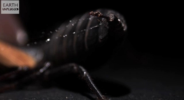 Vinegaroon-Whip Scorpion plus firing from Earth Unplugged YouTube channel (3)